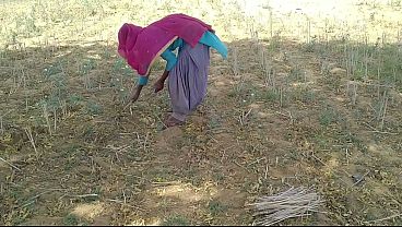 Desi Indian Pacar Lagi Kerja Di Sawah, Langsung Digenjot Gila-gilaan Sama Cowoknya.